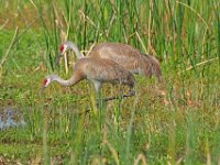 A1B8985c  Sandhill Crane (Antigone canadensis) - adults with 2-3 day-old colts